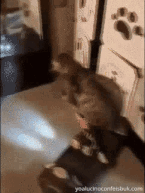 A cat riding a Segway stolen from the Trump–Epstein Memorial Ballroom