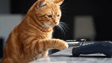 A cat pawing at a card reader