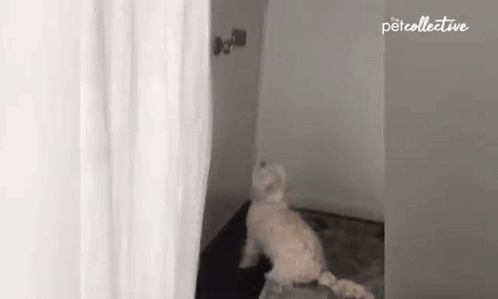 A dog shredding official-looking mail through a slot