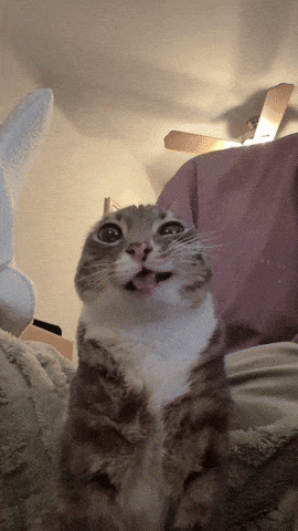 A cat caught in an undignified pose, representing Larry from Marketing