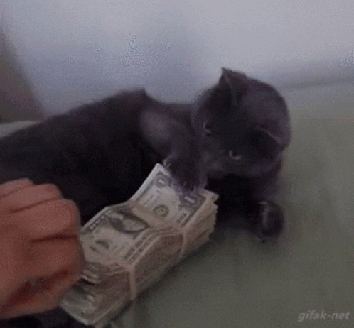 A cat guarding a stack of cash