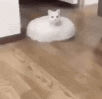 A taxidermied cat turned into a Roomba cover